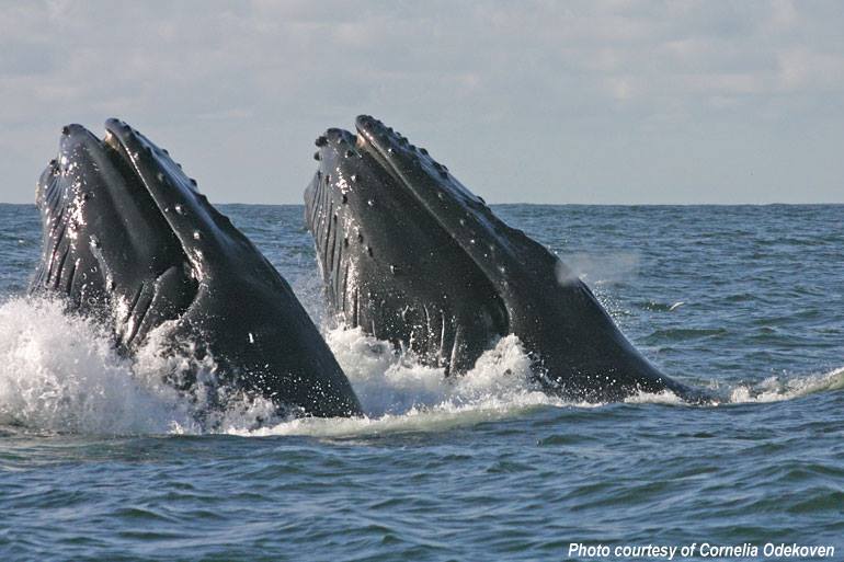 L’administration Obama félicite le Gabon pour la création des parcs marins