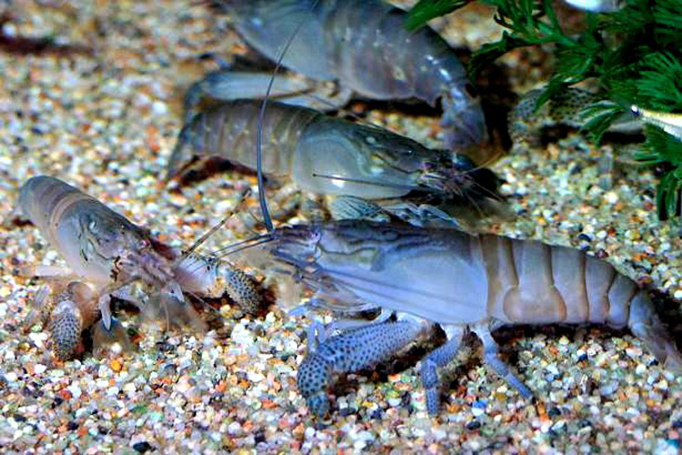 Bientôt des crustacés made in Gabon