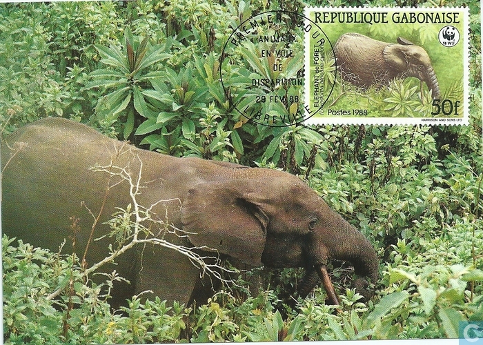 Un braconnier « abattu » par un éléphant