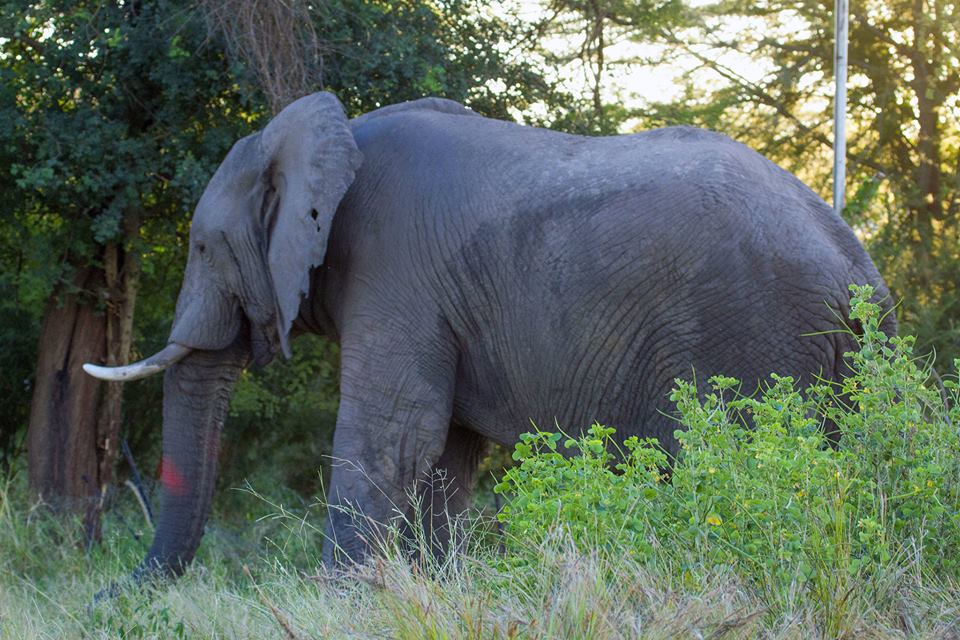 Braconnage d’éléphants : Il faut renforcer la coopération sud-sud (Ali Bongo)