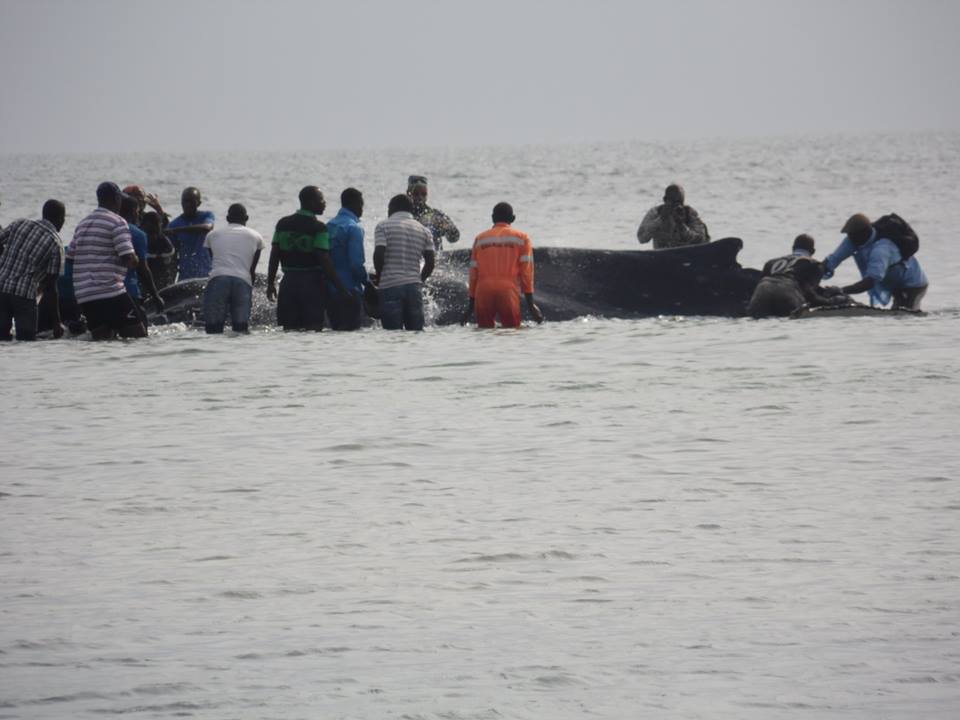 Une nouvelle baleine à bosse échoue sur une plage à Port-Gentil