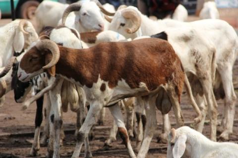 Jeudi férié, chômé et payé au Gabon pour la fête du mouton