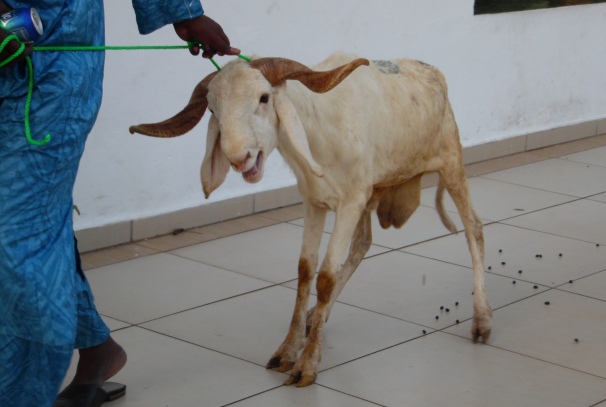 Le mouton faisant partie du don @ Photo Infos Gabon