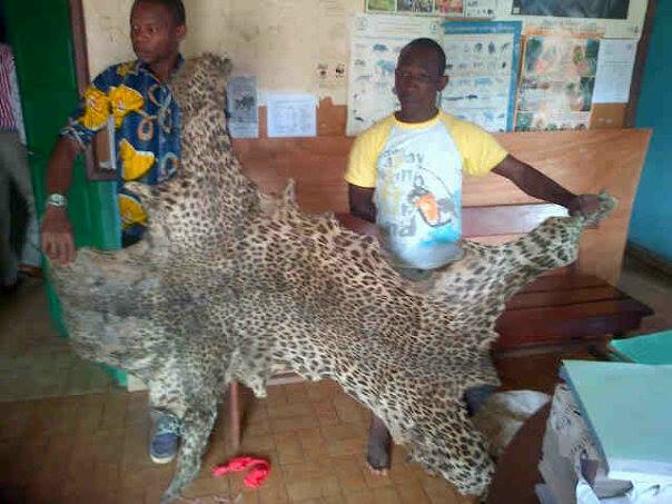 3 gabonais au gnouf pour trafic d’une peau de panthère