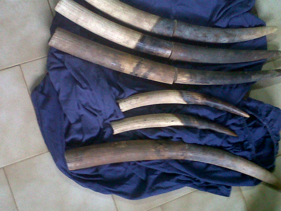 Trois gabonais interpellés avec 6 pointes d’ivoire à Mouila