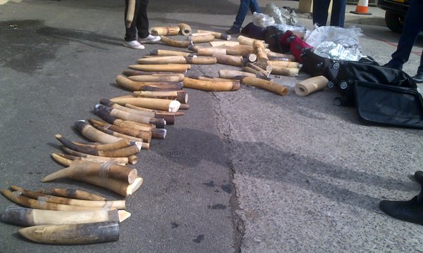 Deux trafiquants interpellés avec 206 kg d’ivoires, soit 21 éléphants massacrés