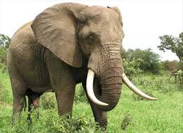 Éléphant du Gabon @ DR