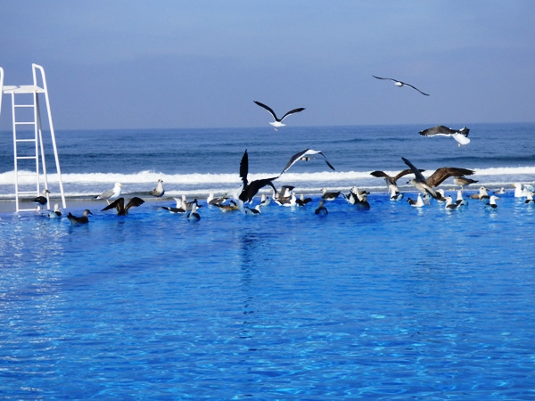 La piscine de l'Amphitrite, ses mouettes et un peu loin l'océan Atlantique @ Gabonactu.com