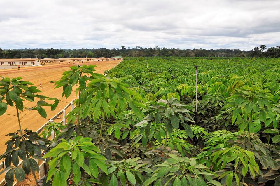 Olam lance bientôt sa première récolte de caoutchouc au Gabon
