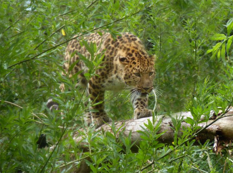 Deux paysans gabonais bastonnés par une panthère en pleine forêt