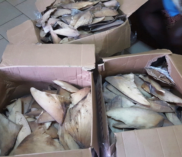 Un citoyen nigérian interpellé avec un stock de 1069 ailerons de requin