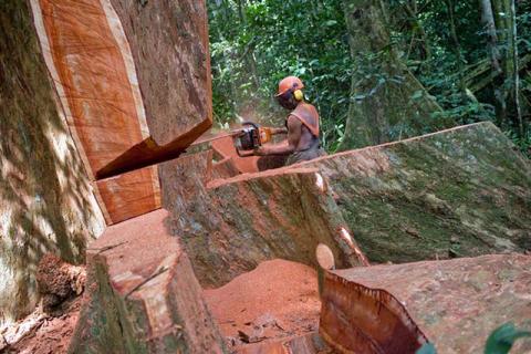 Le gouvernement autorise la coupe sous condition du Kévazingo, du Moabi et de l’Ozigo