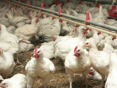 Grippe aviaire : le Gabon interdit d’importer du Cameroun la volaille et ses dérivés