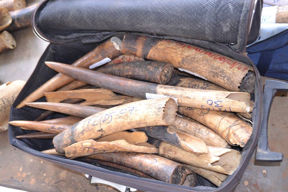 L’ANPN n’est pas complice du trafic de 200 kg de pointes d’ivoire saisies au Cameroun