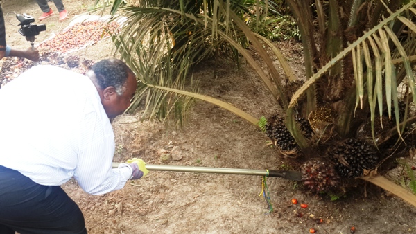 Ali Bongo lance la première récolte des palmiers à huile de Mouila