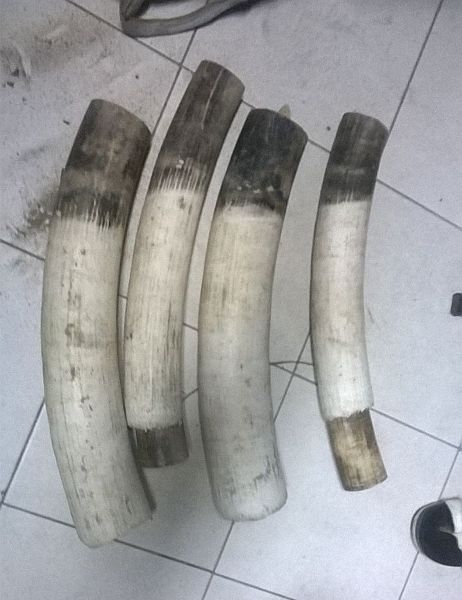 Deux gabonais interpellés avec 15 kg d’ivoire