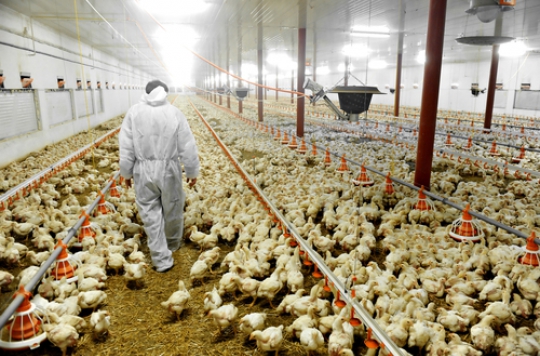 Le Gabon interdit d’importer la volaille de France à cause la grippe aviaire