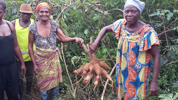 Programme Graine dans l’Ogooue Ivindo : 288 hectares de manioc sur le point d’être récoltés