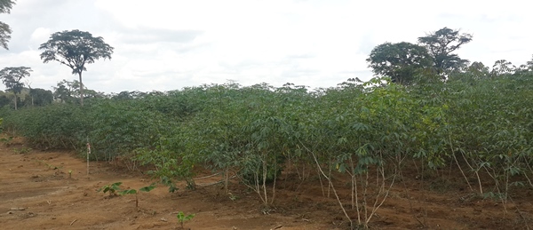 Le Programme Graine d’Oyem a déjà expédié 5 tonnes de manioc à Libreville