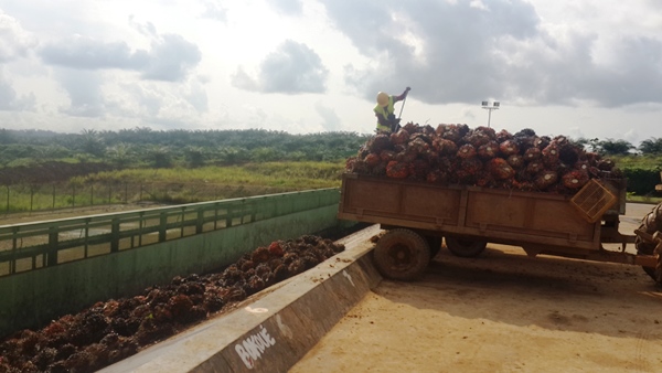 Olam vise une production de 100 mille tonnes d’huile de palme en 2017