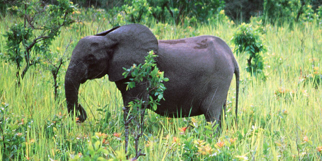 Les éléphants de Mandji n’épargnent pas la palmeraie d’Olam