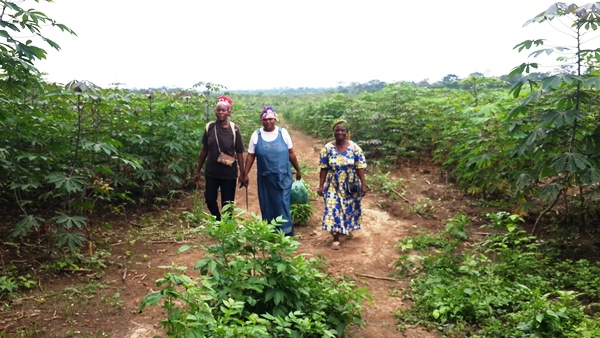 Programme Graine Ngounié : une récolte de 1 700 tonnes de manioc attendue au mois de mars prochain