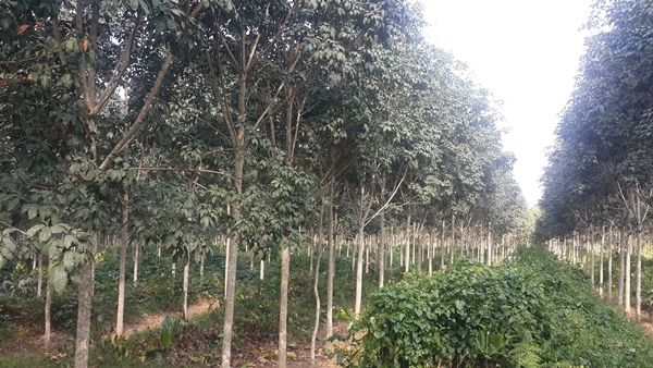 Olam agréablement surpris par la rapide croissance de sa plantation d’hévéa à Bitam