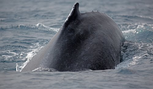Le Gabon dispose désormais de 9 aires protégées et 11 réserves aquatiques