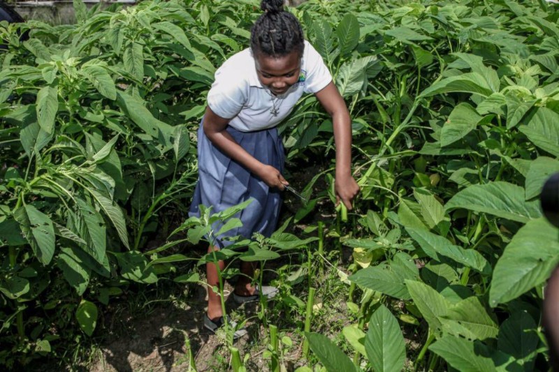 Un « forum » pour faire de l’agriculture le pétrole de demain au Gabon