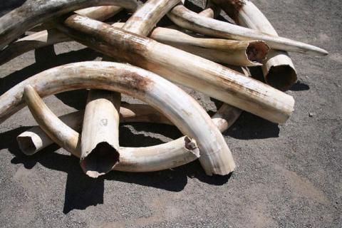 50 pontes d’ivoires abandonnées dans un véhicule à Makokou