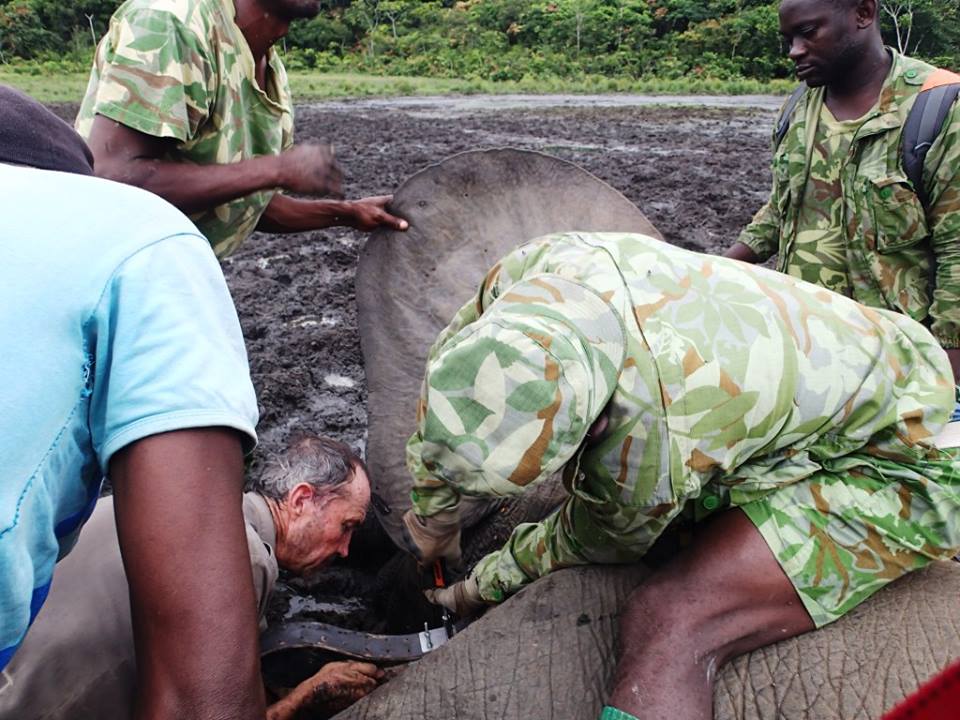 Le Gabon pose des colliers électroniques sur ses éléphants pour piéger les braconniers