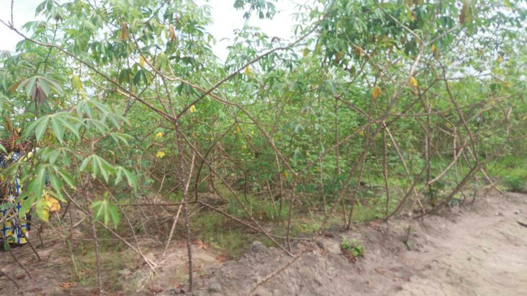 Le projet Graine permet de réduire l’importation du manioc congolais dans la Ngounié
