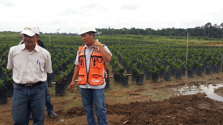 Olam Palm décroche la certification RSPO, une distinction pour son respect de l’environnement