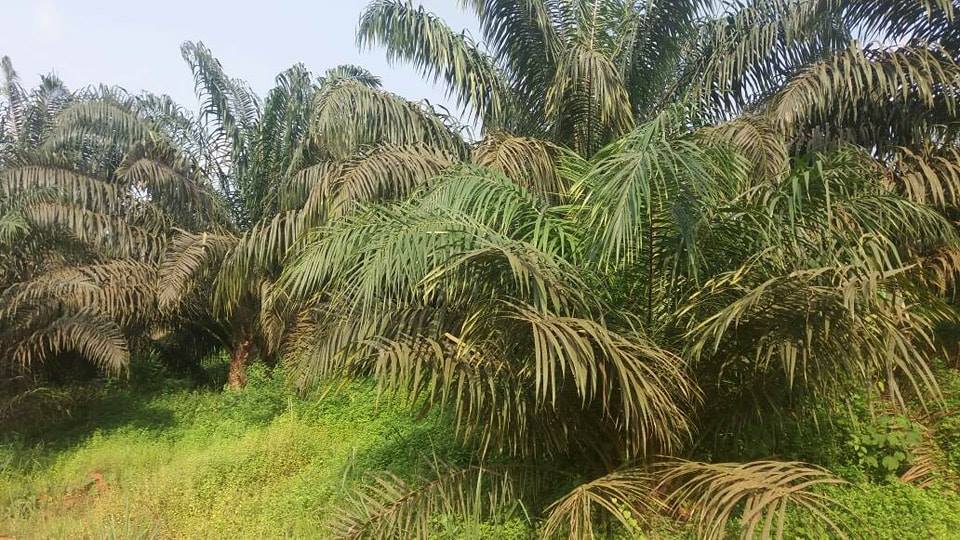 Voyage au cœur d’Olam : Awala une jungle transformée en une zone industrielle