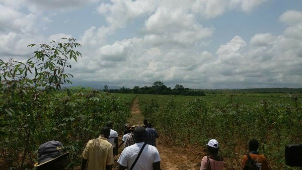 Graine dans la Nyanga : la récolte démarre dans 2 mois