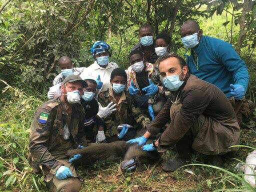 Tourisme : des colliers et harnais GPS et VHF pour aider les touristes à repérer des animaux sauvages dans le parc de la Lopé