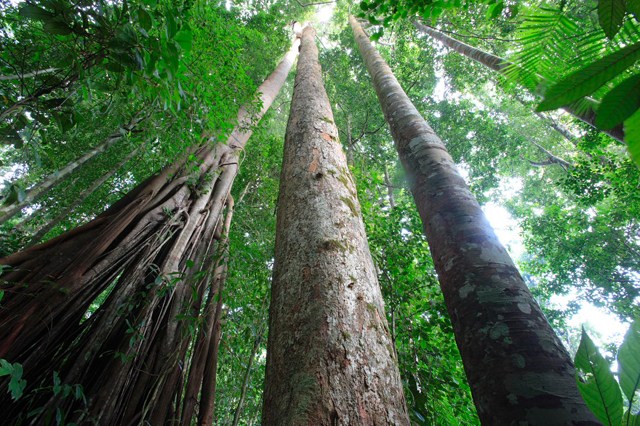 Filière forêt-bois : Remise du 1er Certificat de Conformité du Schéma de Certification Forestière PAFC-Gabon le 4 avril prochain