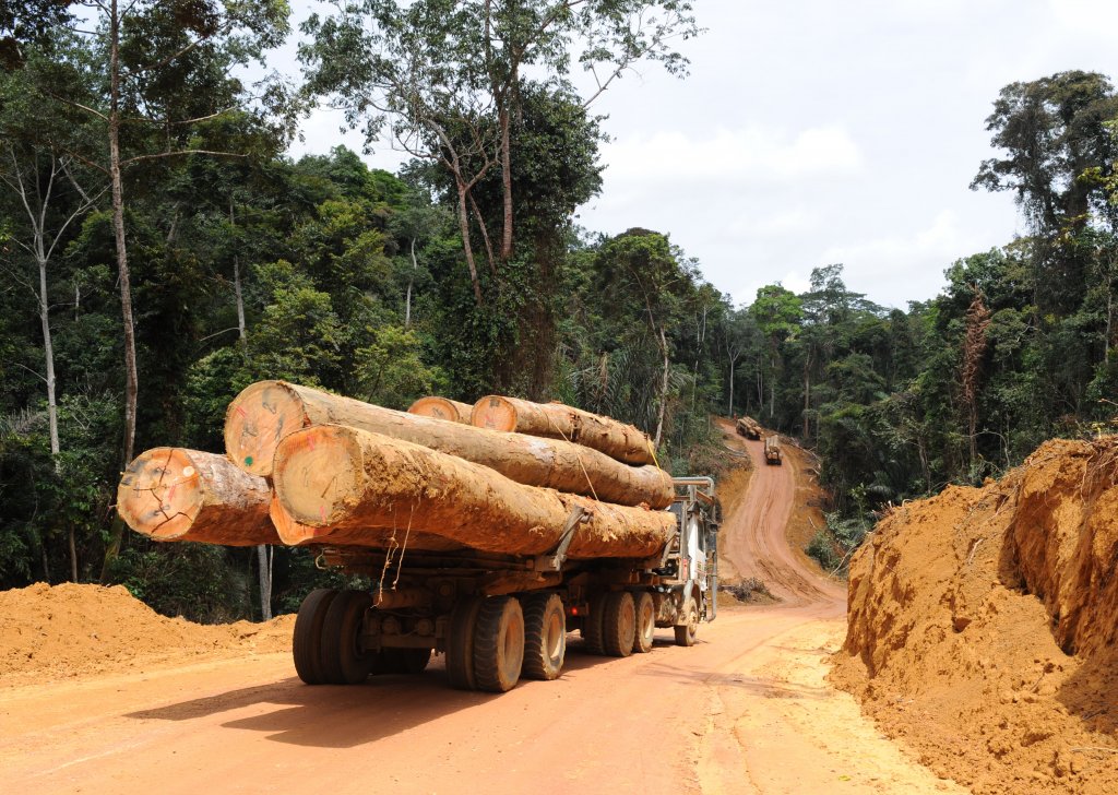 La justice française maintient le suspense sur l’avenir de Rougier SA, coupeur de bois tropicaux
