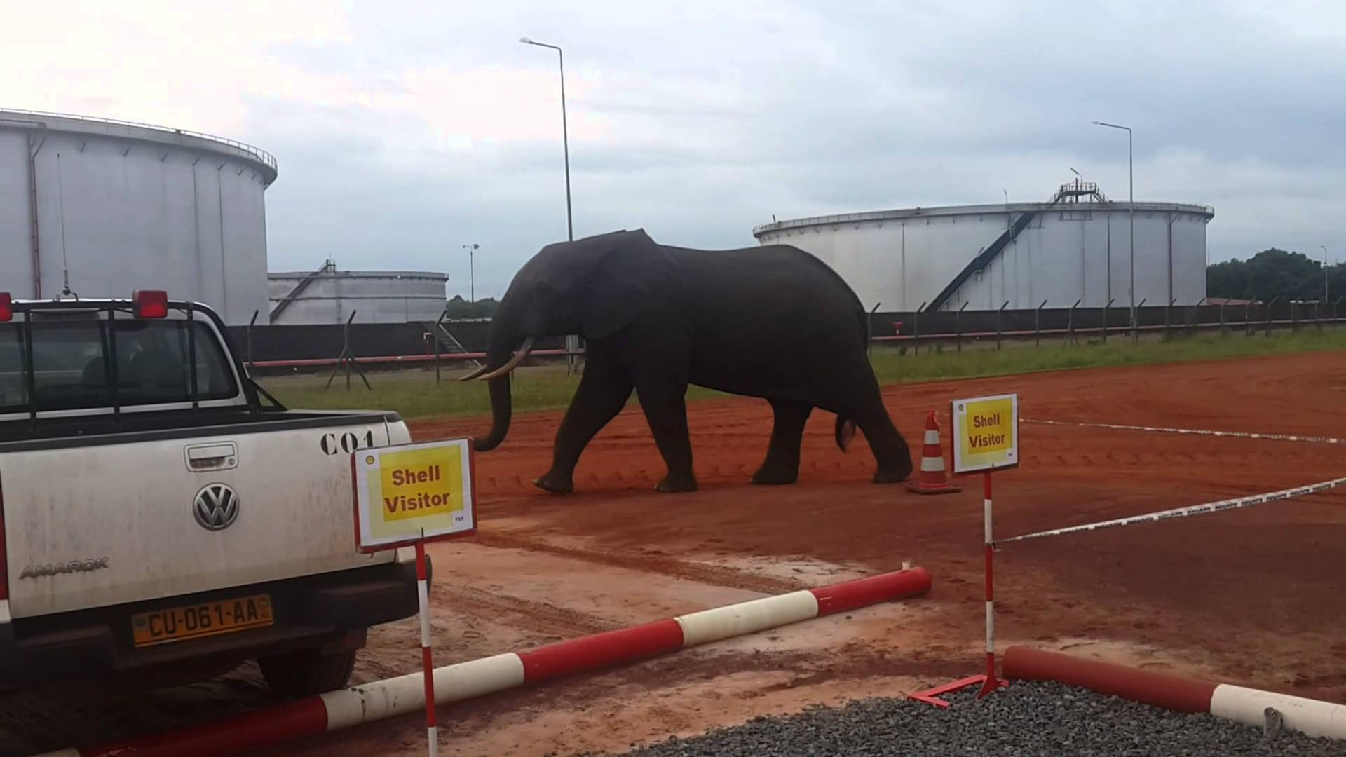 Deux gendarmes interpellés à Gamba pour complicité de braconnage d’éléphants