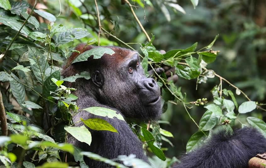 Une étude colossale réalisée en Afrique révèle que les gorilles et chimpanzés y sont plus nombreux que prévu, mais que 80 % vivent en dehors des zones protégées
