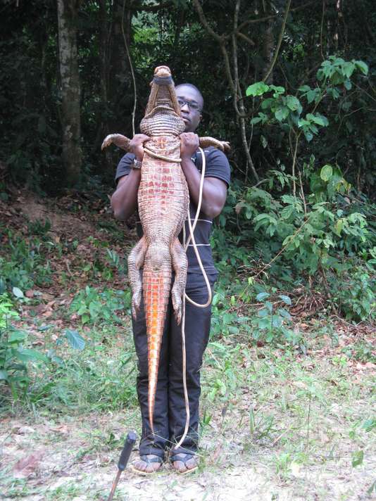 Découverte des crocodiles de couleur orange au Gabon, une première mondiale