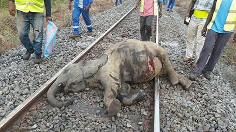 Trois éléphants tués dans une collision avec le train voyageur