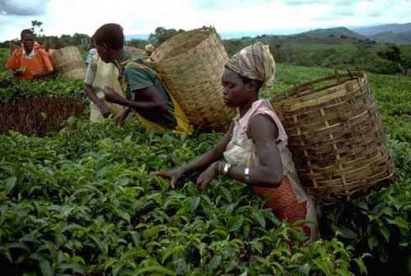 Lutte contre la faim et la pauvreté en Afrique : la FAO et l’UA misent sur l’emploi des jeunes dans l’agriculture