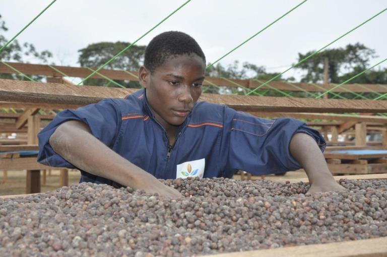La CAISTAB lance le 1er café 100% Robusta Made in Gabon