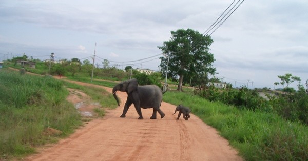 Un éléphant piétine à mort un agriculteur à Mandji
