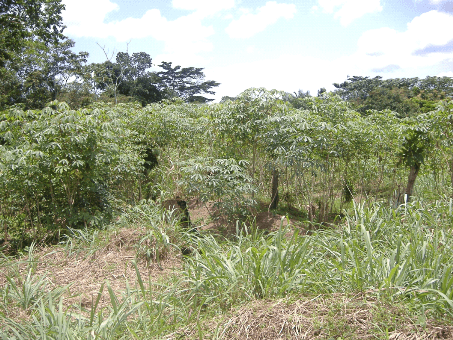 Gedd’Afrik Gabon met en vente 200 parcelles au profit des Gabonais à Ntoum
