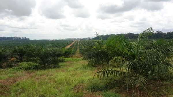 Malgré sa forte productivité en huile de palme, Olam Palm Gabon en modèle dans la préservation de l’environnement