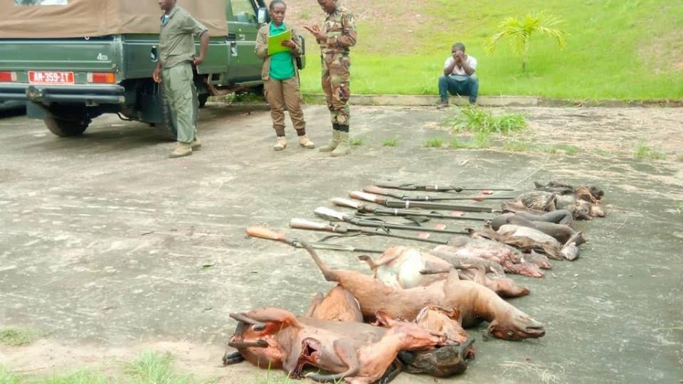 Importante saisie de viandes et d’armes de chasse la veille de Noël dans le Haut-Ogooué