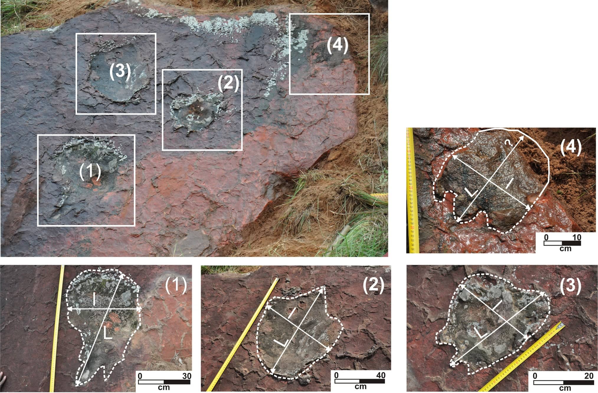Découverte d’empreintes de dinosaures au Gabon
