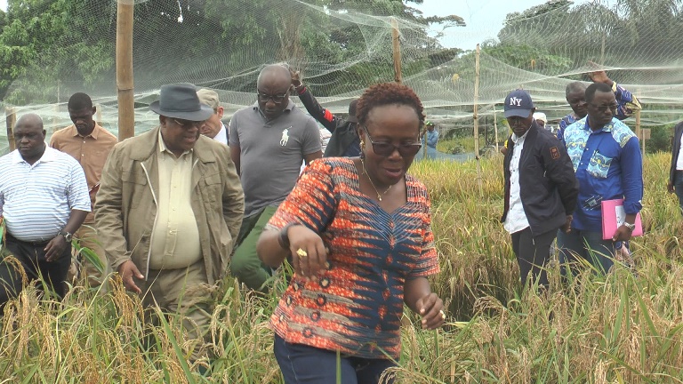Le Gabon lance sa première récolte de riz après plusieurs expériences manquées